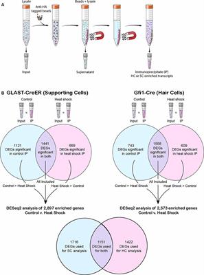 Cell-Specific Transcriptional Responses to Heat Shock in the Mouse Utricle Epithelium